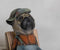 French Bulldog Bentley_567