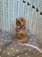 Mini Koala Coddy_194