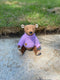 Bear Paul_164