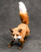Mini Fox Tony_723