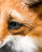 Mini Fox Tony_723